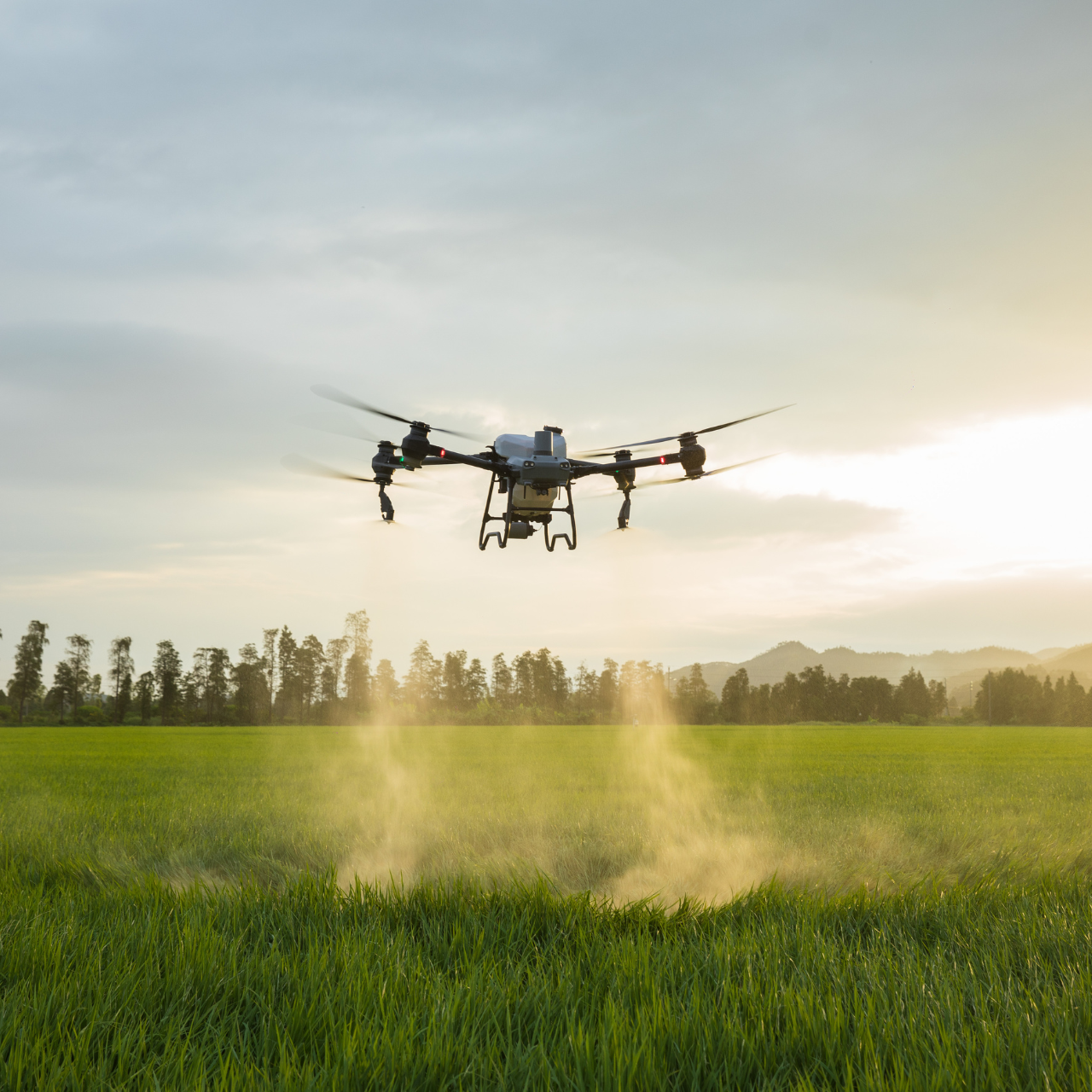 DJI agras t50 provides field management for grain crops